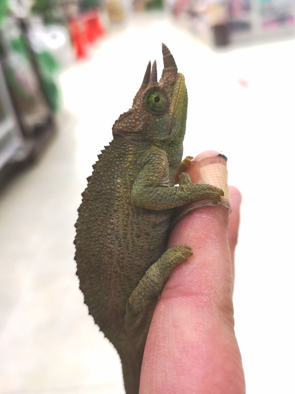 新着生体！！ レインボージャクソン・キサントロプスジャクソン・ホー