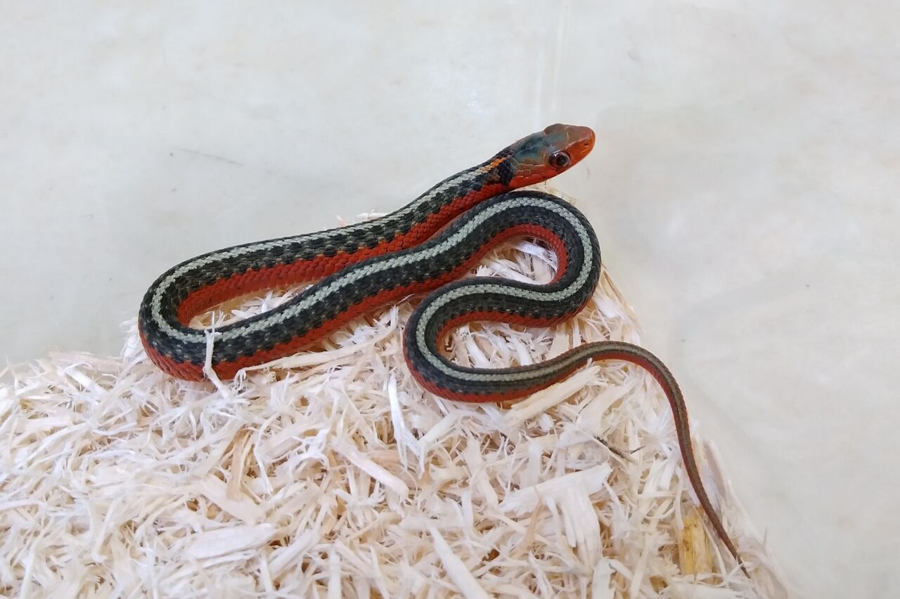 中古】 ヘビ大図鑑 ナミヘビ上科、他編 分類ほか改良品種と生態・飼育