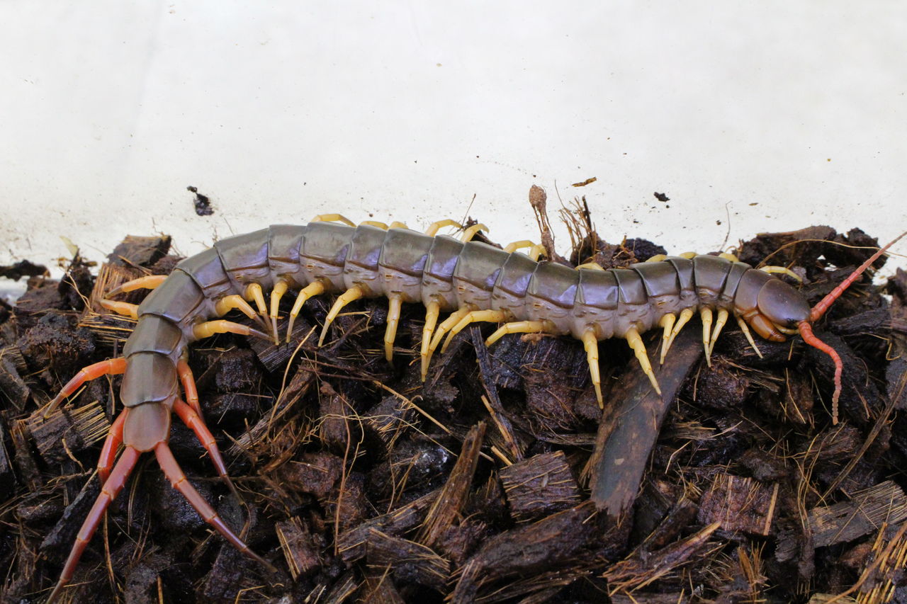 新入荷～奇蟲紹介②～ : 爬虫類倶楽部 J ジョイフル本田 ひたちなか店