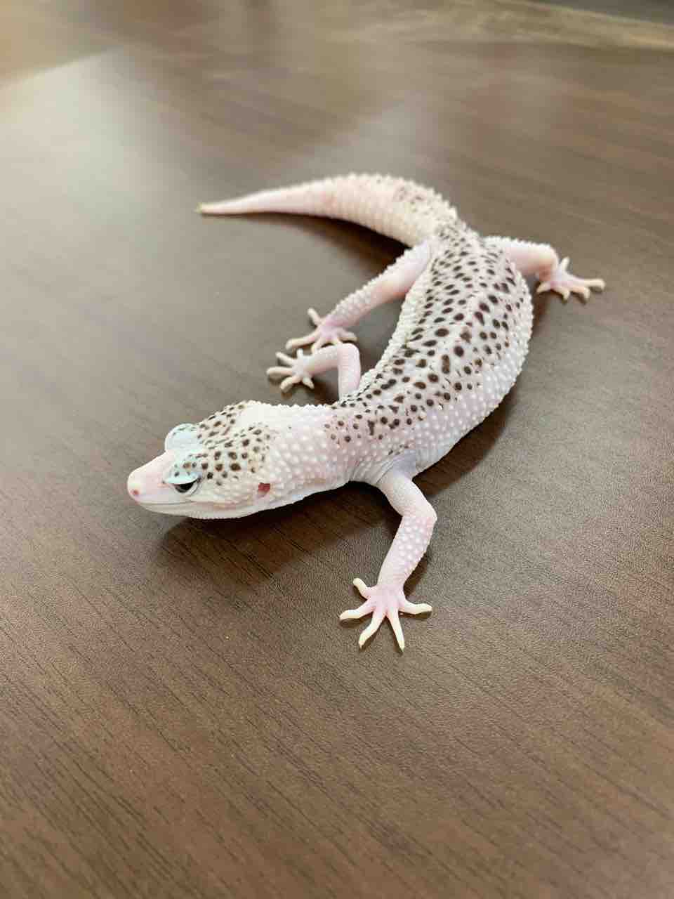 ドイツ便紹介 レオパ クレス編 爬虫類倶楽部 ｊ ジョイフル本田 ひたちなか店