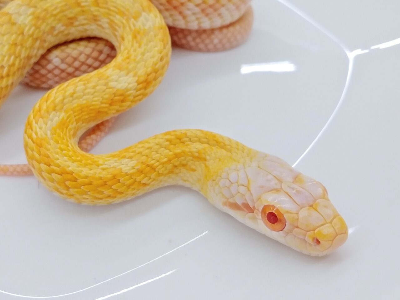 最上の品質な 蛇の抜け殻 Sss級 超美品 爬虫類 両生類用品 Hlt No