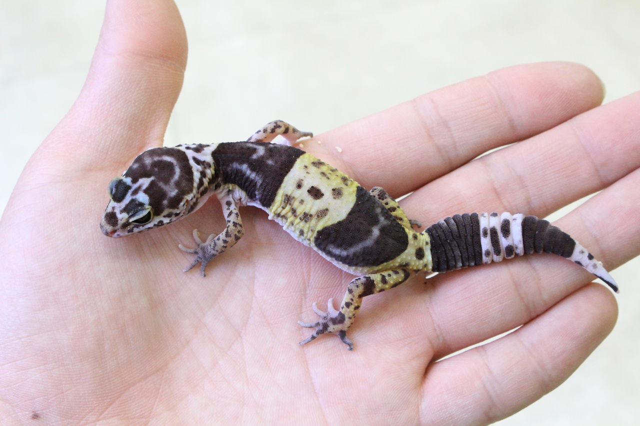ドイツ便～ヤモリ～ : 爬虫類倶楽部 J ジョイフル本田 ひたちなか店