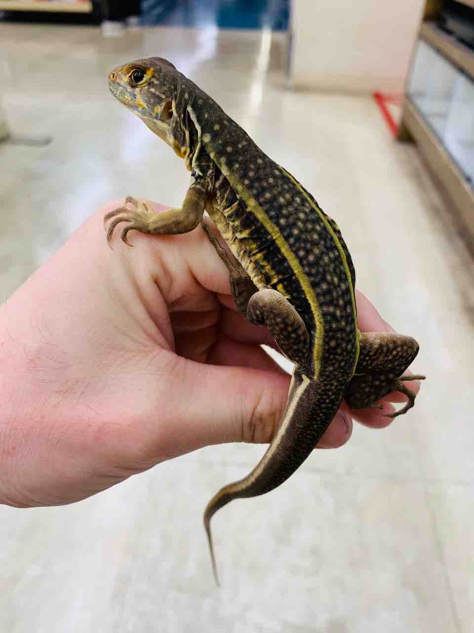 新入荷！ツリーパイソンや樹上性トカゲ&カメ！ : 爬虫類倶楽部 J