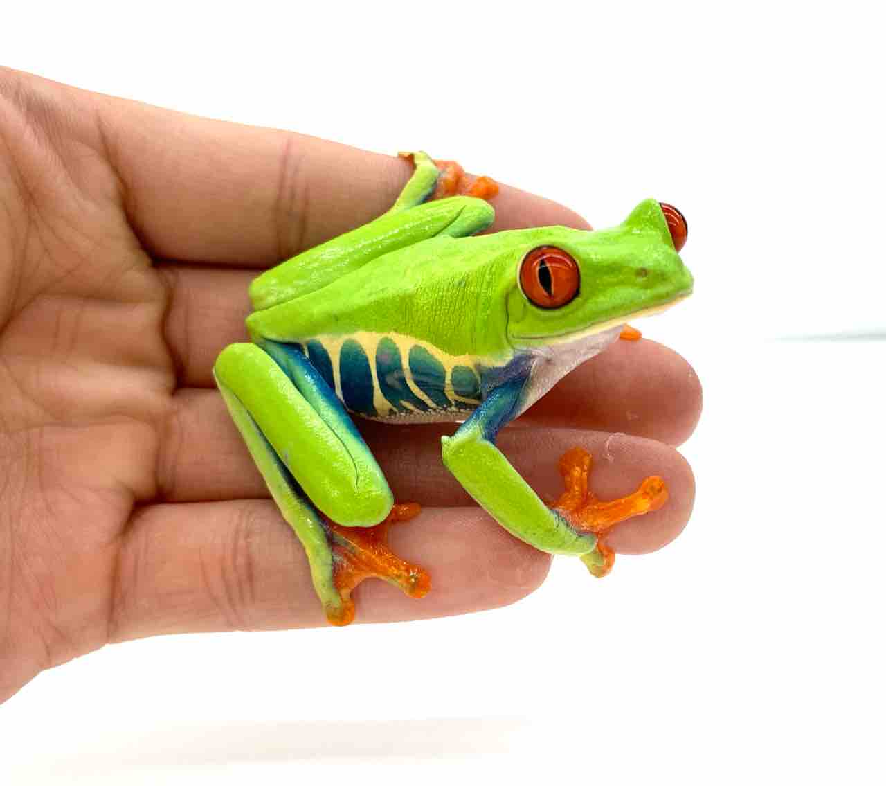 新入荷 ニカラグア便 爬虫類倶楽部 ｊ ジョイフル本田 ひたちなか店