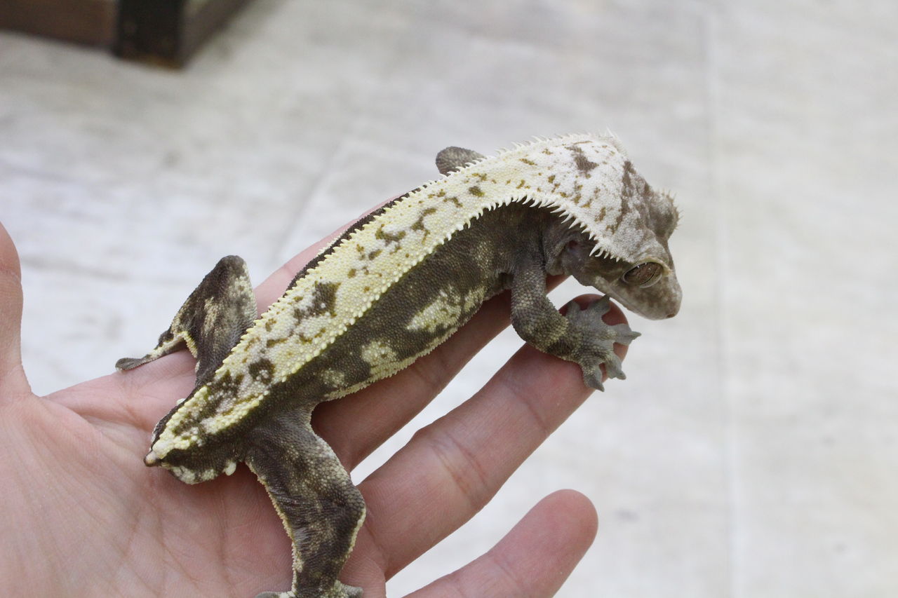 クレス　 爬虫類　ゲージ　状態良好です。 新入荷クレスの紹介！！ | 爬虫類Shop&Cafe「ジュラの杜」