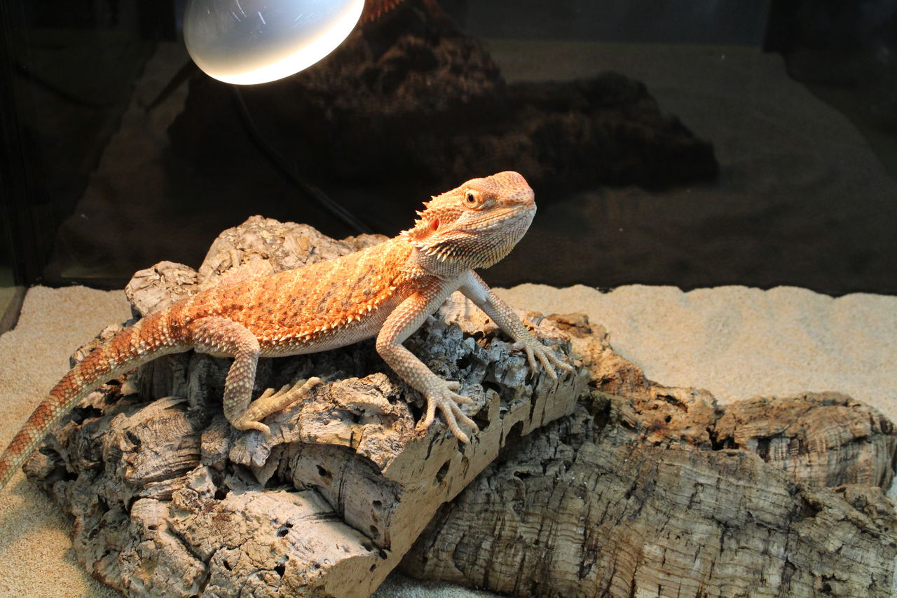 【受注生産】鳥かご　トカゲ飼育 受注生産】鳥かご トカゲ飼育 受注生産】鳥かご トカゲ飼育