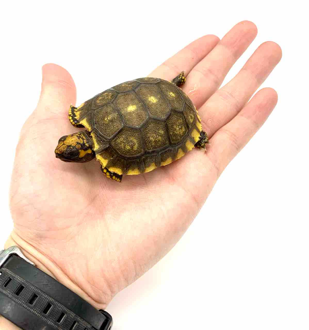 新入荷 アカアシ キアシリクガメ来てます 爬虫類倶楽部 j ジョイフル本田 ひたちなか店 新入荷 アカアシ キアシリクガメ来てます 爬虫類倶楽部 j ジョイフル本田 ひたちなか店
