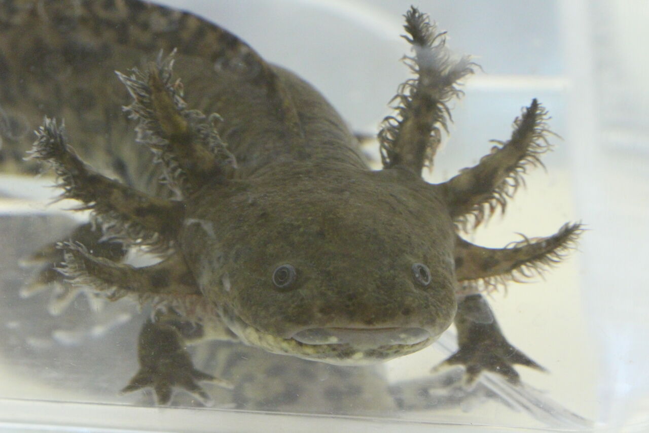 新入荷 ミナミイボイモリ アンダーゾン Etc 爬虫類クラブj 横須賀店ブログ