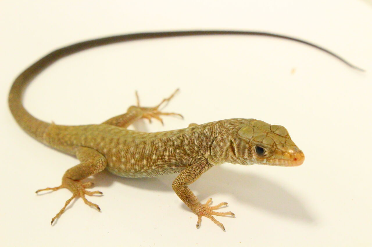 オススメ生体 トカゲ 爬虫類クラブj 横須賀店ブログ オススメ生体 トカゲ 爬虫類クラブj 横須賀店ブログ
