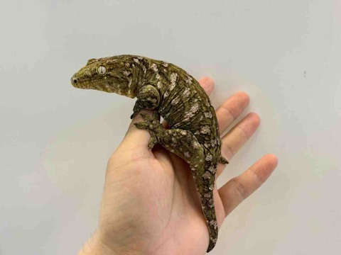 FullSizeRender