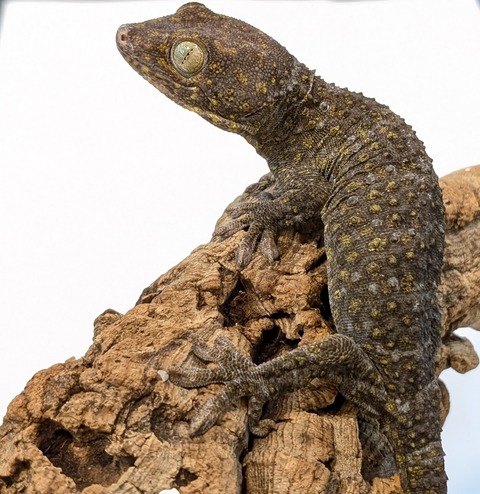 PXL_20251104_110414764~2