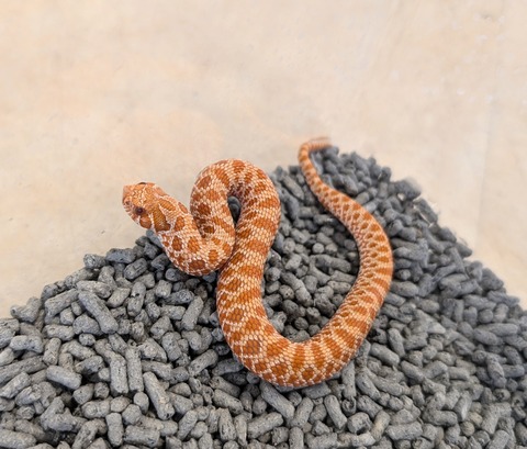 PXL_20241228_052550639