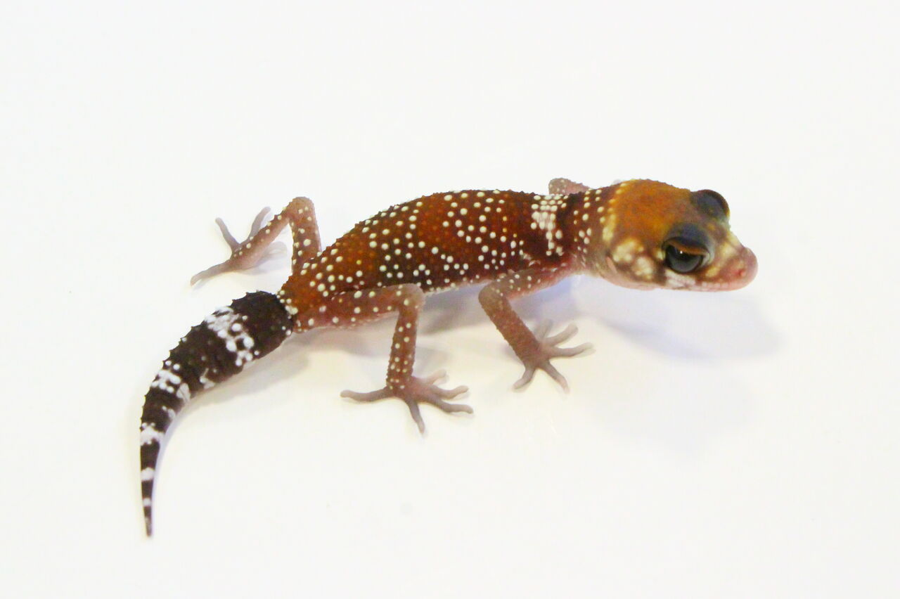 新入荷 ヤモリ 奇蟲 爬虫類クラブj 横須賀店ブログ