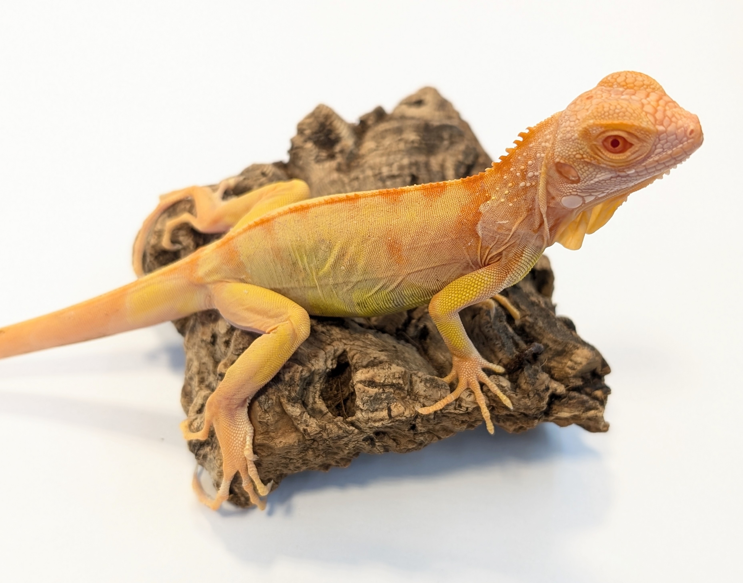 激アツ新入荷：イグアナ大量！サノス！キャンディムーン！スノー