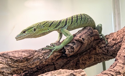 PXL_20251120_080533966~2