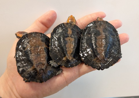 PXL_20250918_032019894