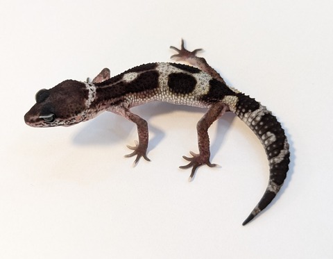 PXL_20250715_095808551~2