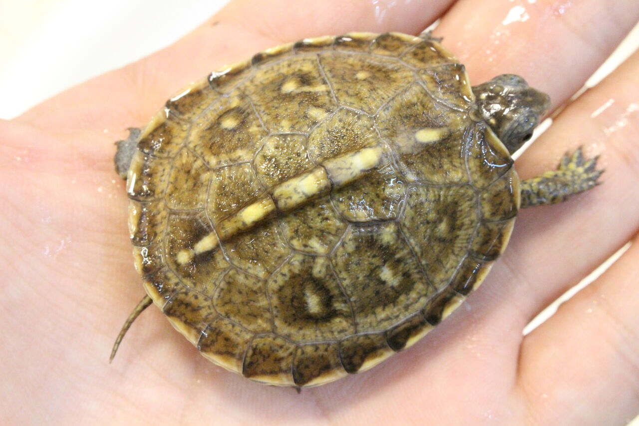 新入荷 在庫 トウブハコガメ スジクビヒメニオイガメなど 爬虫類クラブj 横須賀店ブログ 新入荷 在庫 トウブハコガメ スジクビヒメニオイガメなど 爬虫類クラブj 横須賀店ブログ
