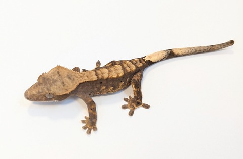 PXL_20250424_084445429~2