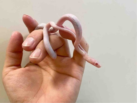 FullSizeRender