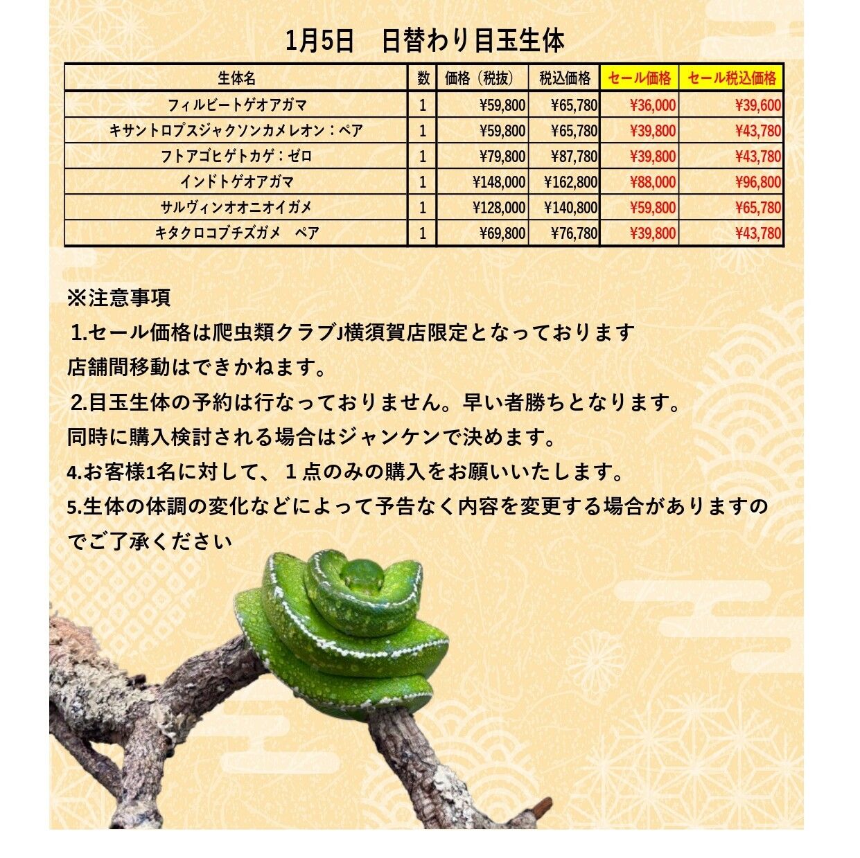 クーン爬虫類ケージ　フルオプ送料込み 1月5日限定！日替わり目玉生体！！】 : 爬虫類クラブJ 横須賀店ブログ