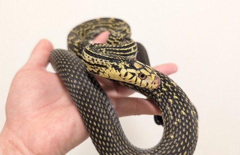 PXL_20251028_064234453~2