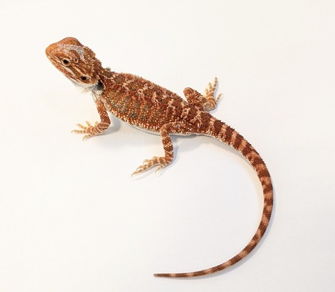 PXL_20260128_084217202~2