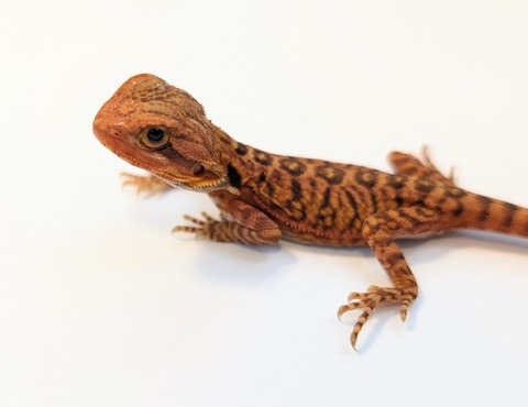 PXL_20250716_082258440~2