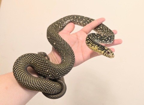 PXL_20251027_054215202~4