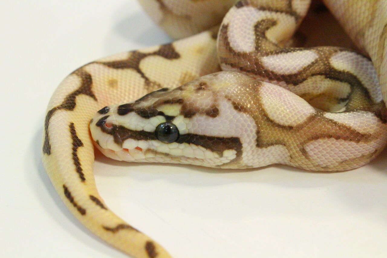 新入荷 ボールパイソン大量入荷 爬虫類クラブj 横須賀店ブログ