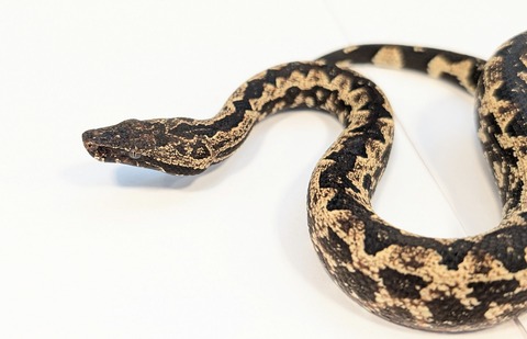 PXL_20250905_063844755~2