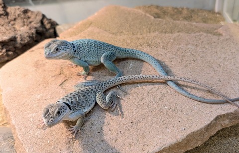 PXL_20260129_075148547~2