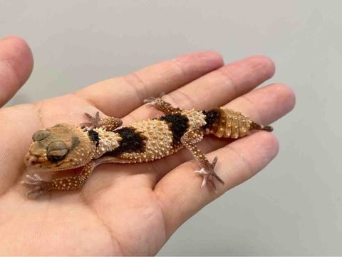 FullSizeRender