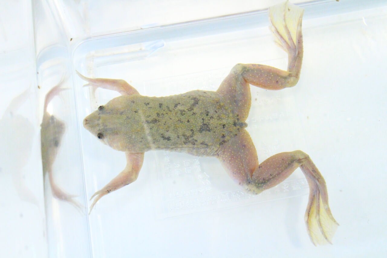 新入荷 両生類 ナンベイウシガエル カルバルホ ミステリオサスetc 爬虫類クラブj 横須賀店ブログ 新入荷 両生類 ナンベイウシガエル カルバルホ ミステリオサスetc 爬虫類クラブj 横須賀店ブログ