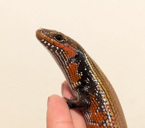 PXL_20260102_082218750~2