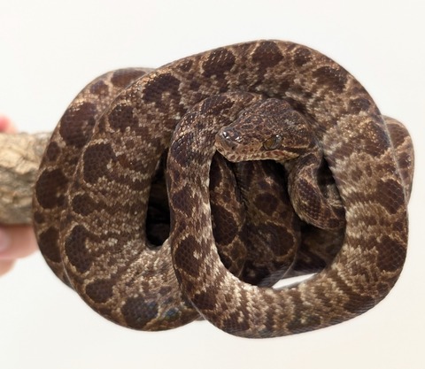 PXL_20250520_082056548~2