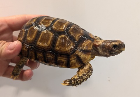 PXL_20260204_080246185~2