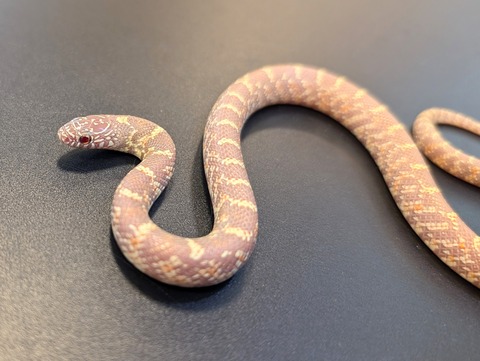 PXL_20241218_111049393~2