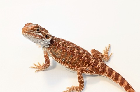 PXL_20260128_084221623~2