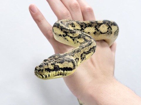 FullSizeRender