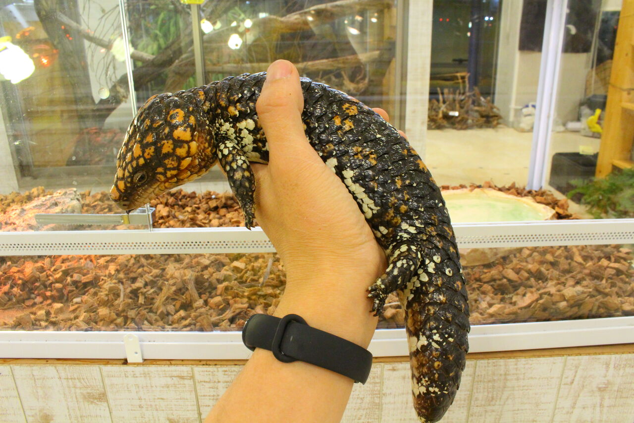 新入荷】マツカサトカゲ&アオジタトカゲ : 爬虫類クラブJ 新入荷】マツカサトカゲ&アオジタトカゲ : 爬虫類クラブJ
