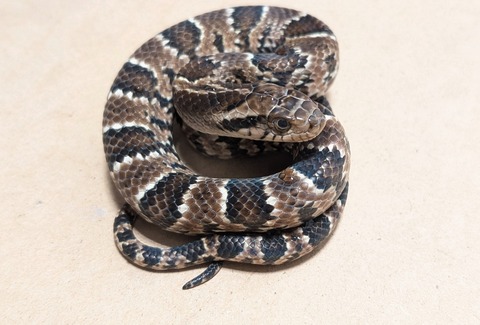 PXL_20250920_070850839~2