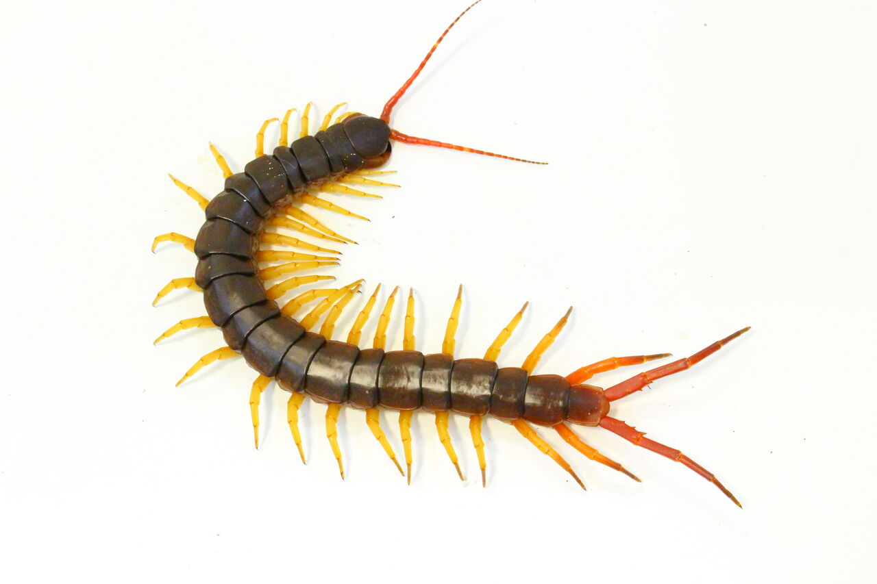 オータニ昆虫館　デカムカデ オータニ昆虫館 デカムカデ オータニ昆虫館デカムカデオオムカデ