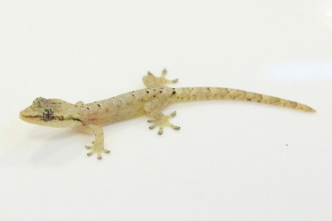 ヤモリ 九州本土のヤクヤモリ - One's habitat Blog