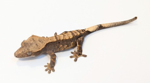 PXL_20250424_084434245~2