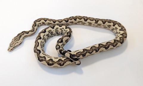 PXL_20251004_090815810~2