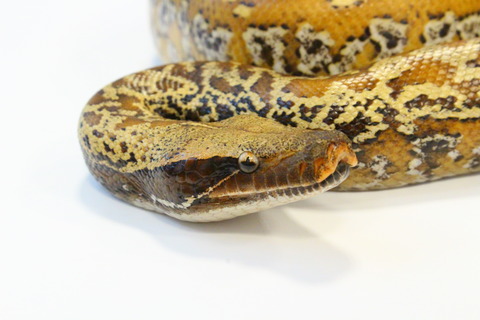 爬虫類クラブj 横須賀店ブログ カーペットパイソン 爬虫類クラブj 横須賀店ブログ カーペットパイソン