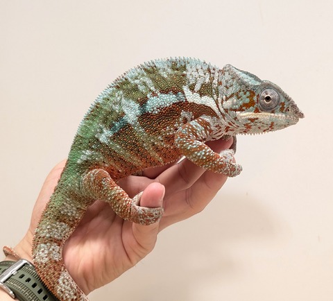 PXL_20250620_130557567~2