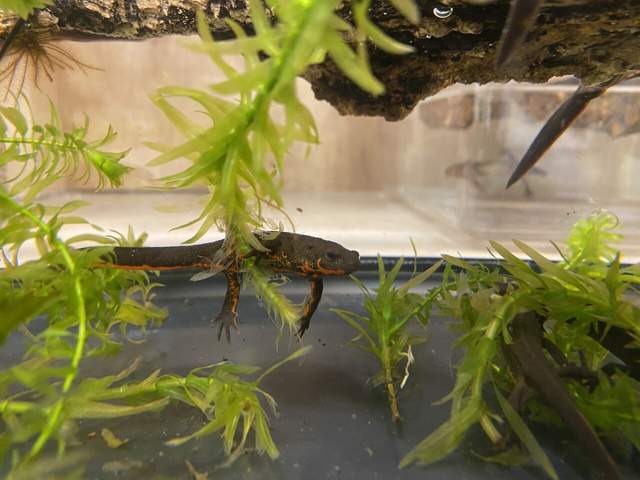 新入荷 両生類 フライシュマン アカハライモリ ヒメツメ 爬虫類クラブj 横須賀店ブログ 新入荷 両生類 フライシュマン アカハライモリ ヒメツメ 爬虫類クラブj 横須賀店ブログ