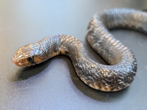 PXL_20241218_112717878~2